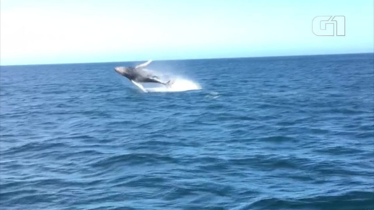 Grupo Registra Espet Culo De Baleias Jubarte Em Arraial Do Cabo Rj