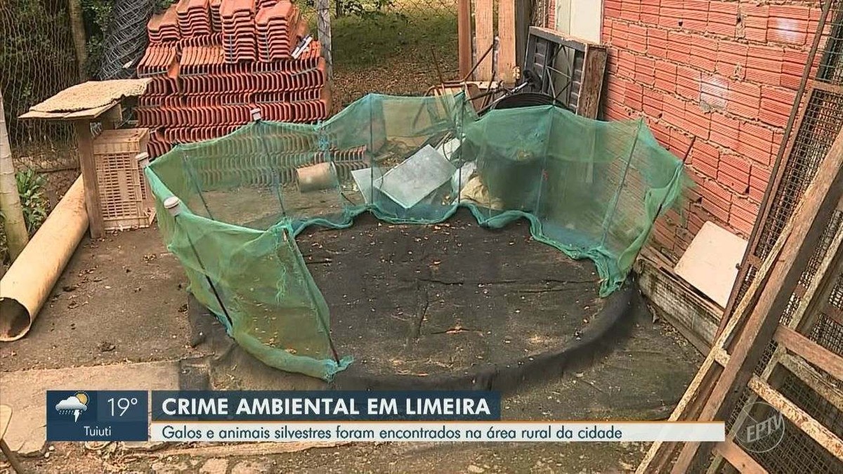 Polícia apreende galos de rinha durante prisão de suspeito de atirar na