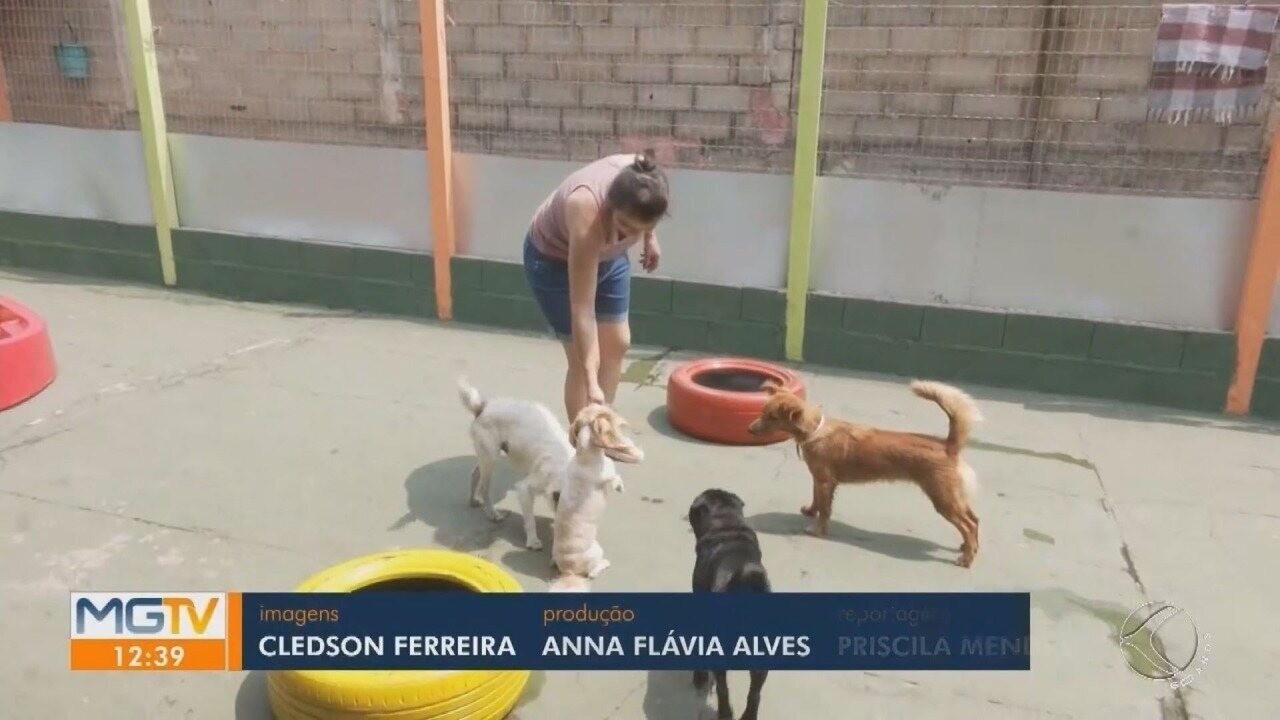 Veterinária de Divinópolis dá dicas de cuidados os pets nos dias