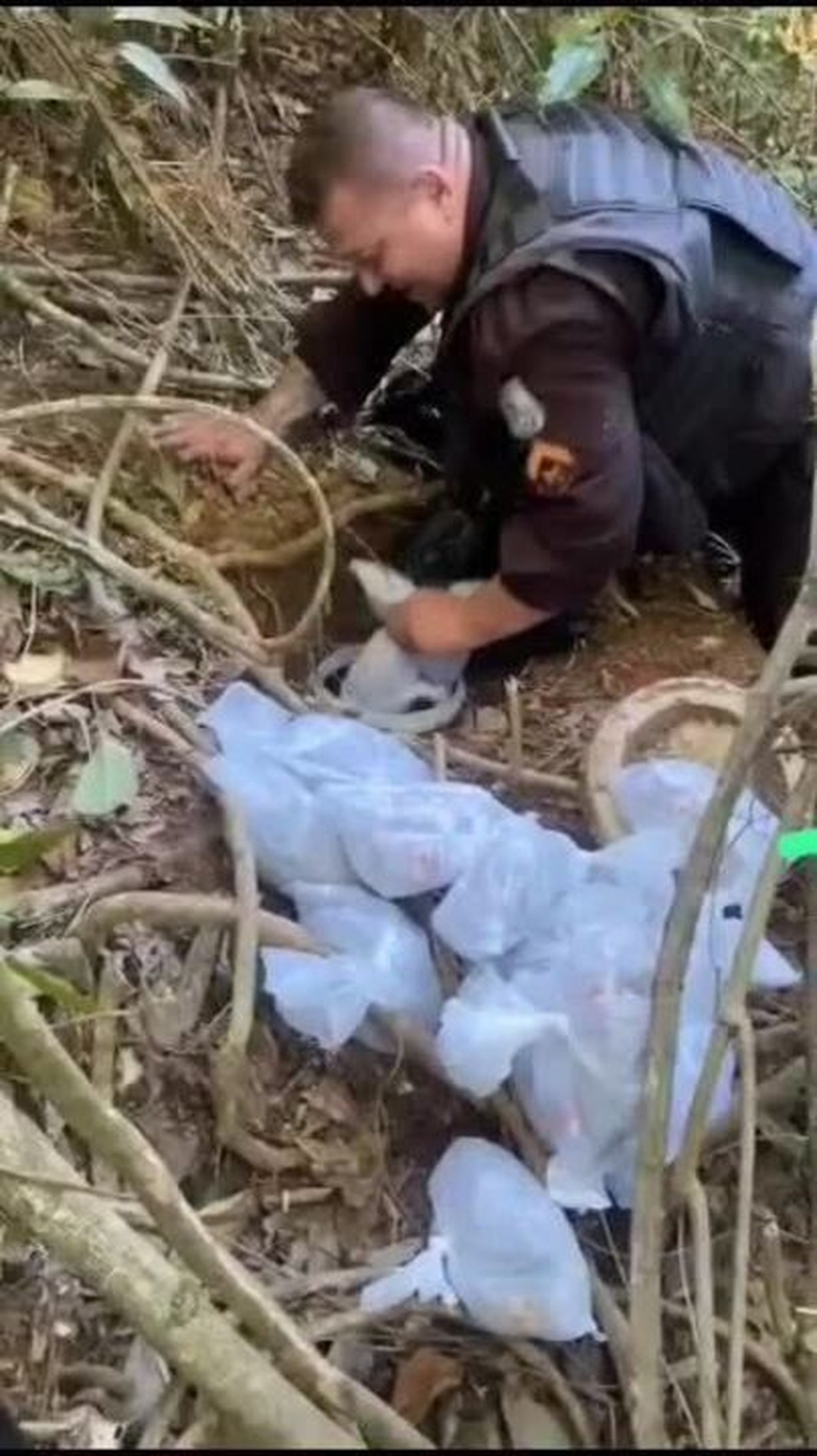 Mais De Kg De Maconha S O Encontrados Enterrados Em Rea De Mata