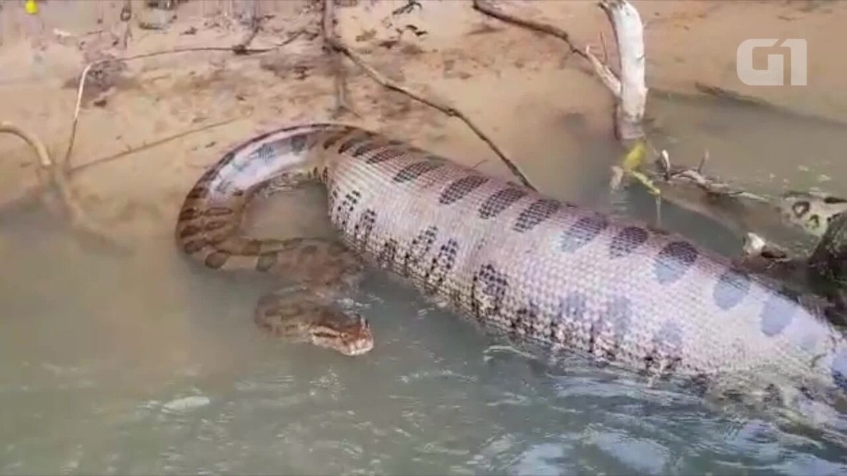 Sucuri De Barriga Cheia Impressiona Pescadores Em Rio De Ms Nunca Vi