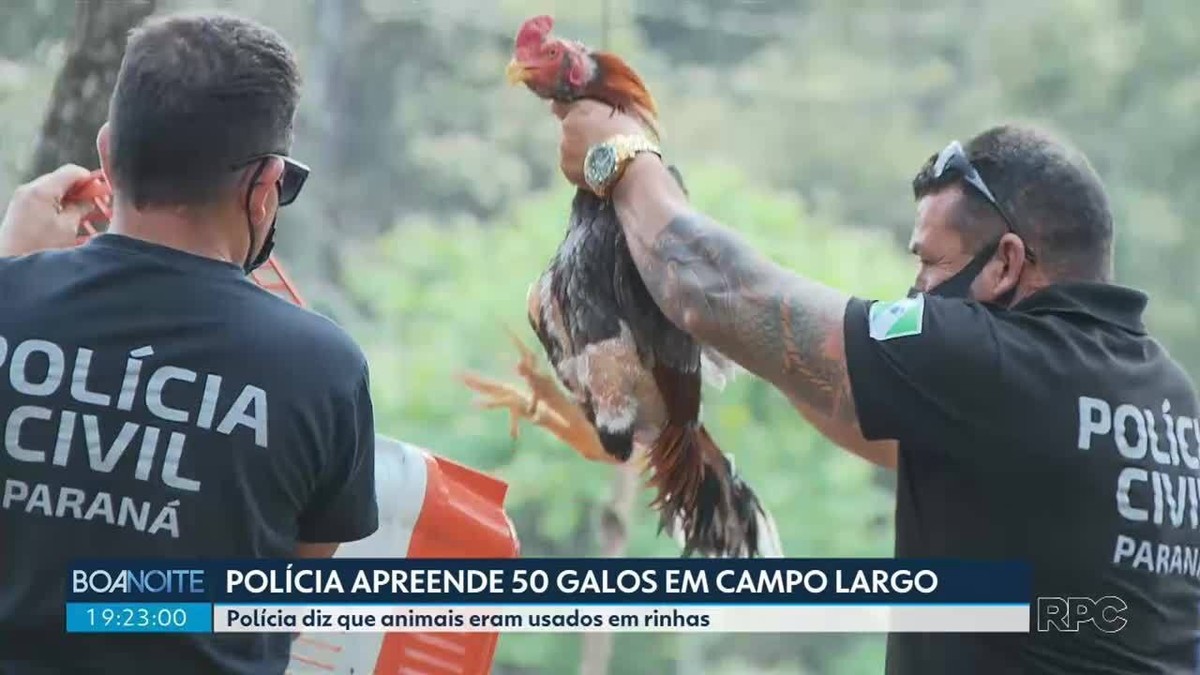 Após denúncia polícia apreende 50 galos utilizados em rinhas em Campo