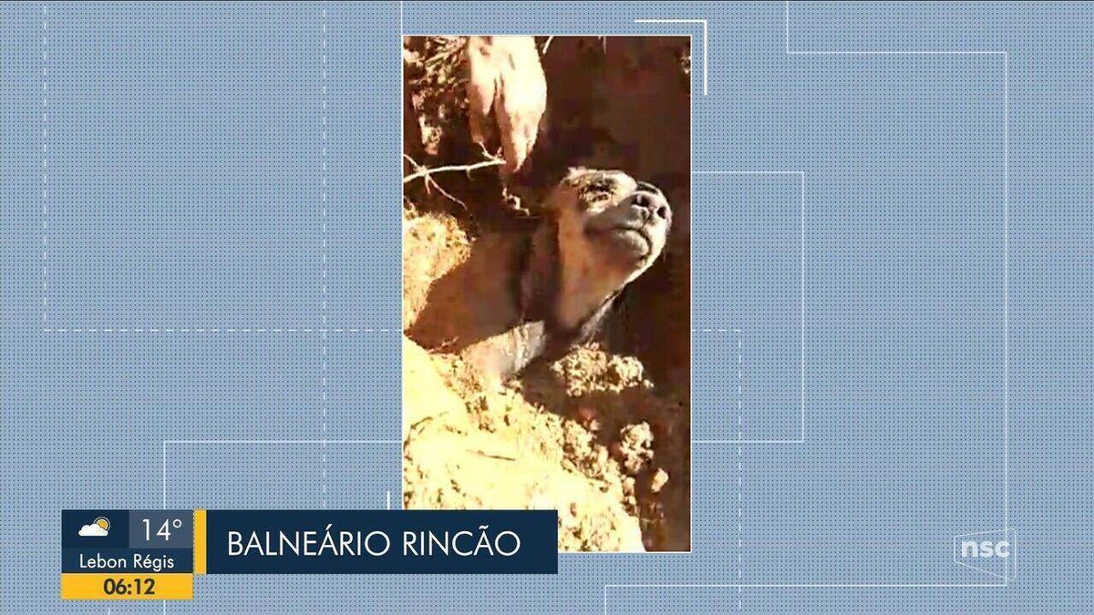 Cachorro é resgatado vivo após ser encontrado enterrado em SC VÍDEO