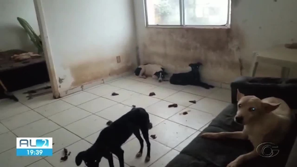 Oito cachorros em situação de maus tratos são resgatados de apartamento