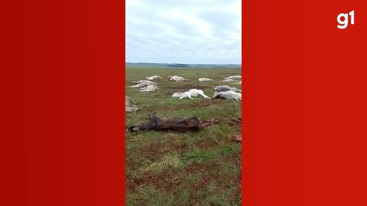 Sobe Para N Mero De Cabe As De Gado Mortos Pelo Frio Em Ms Veja