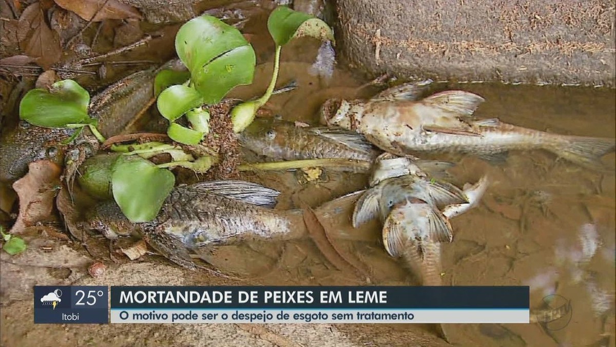 Mortandade De Peixes No Rio Mogi Gua U Preocupa Autoridades E