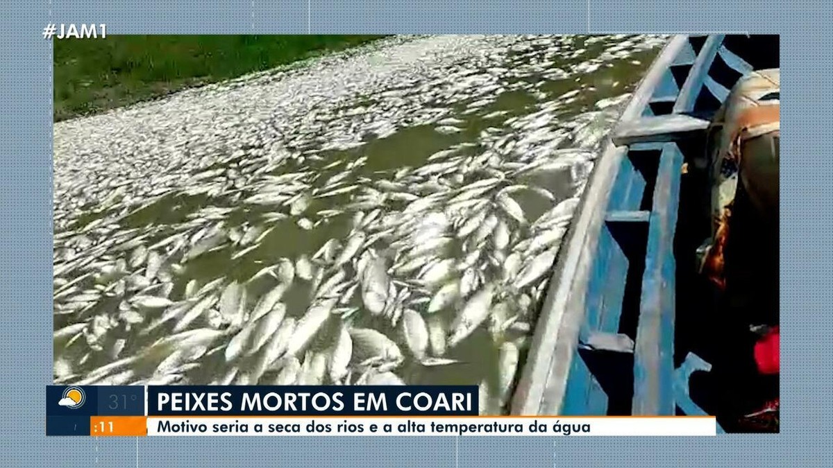 V Deo Milhares De Peixes Surgem Mortos Por Falta De Oxig Nio Em Lago