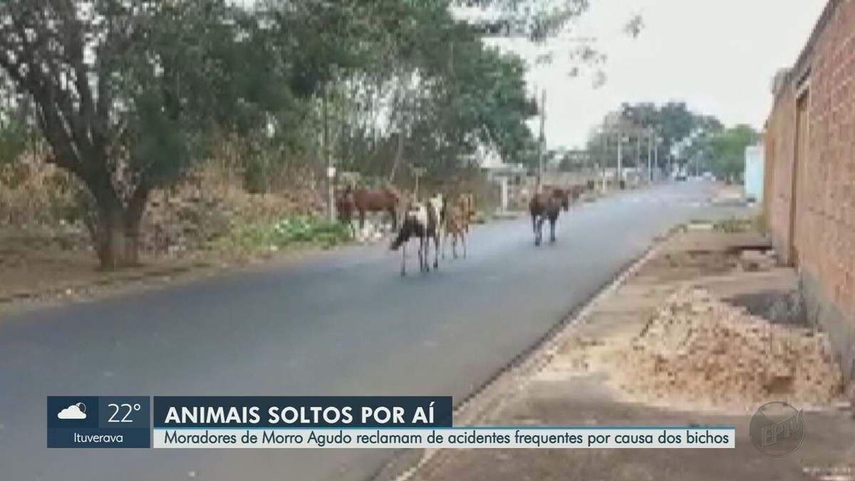 Prefeitura De Morro Agudo Sp Aprova Lei Para Recolher Cavalos E Vacas