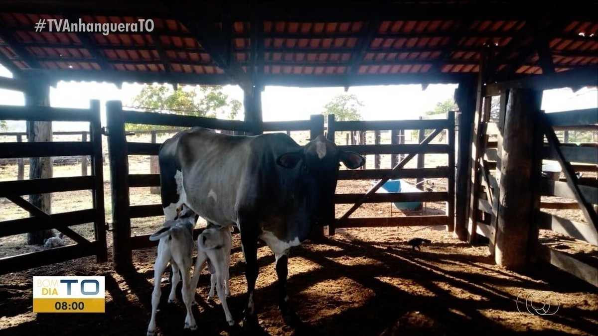 Em Caso Raro Vaca D Luz Bezerros G Meos De Sexos Diferentes No