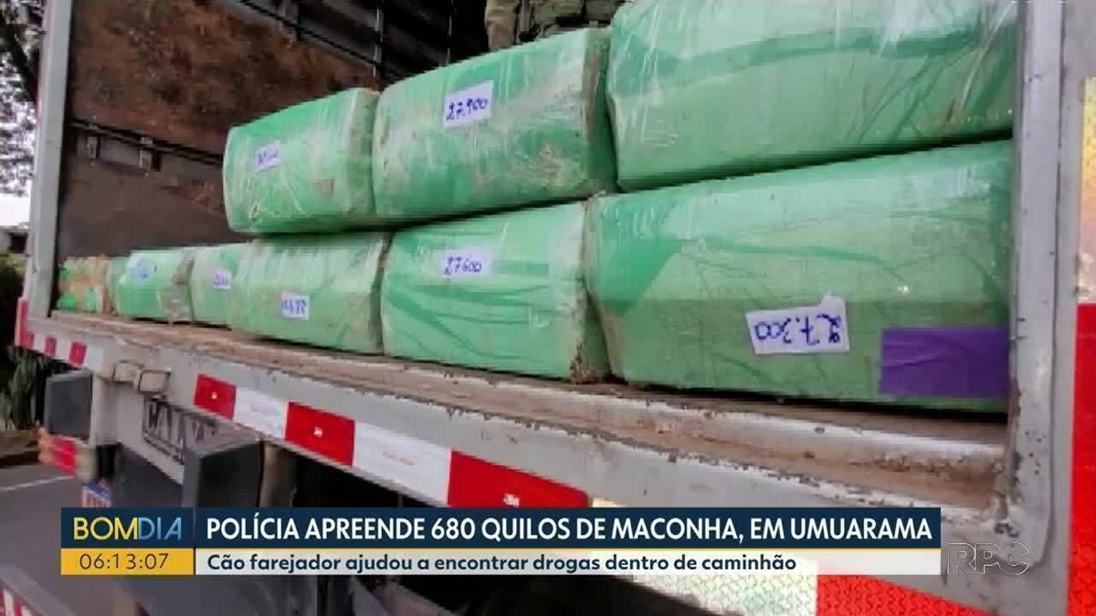 Cão farejador ajuda polícia a encontrar mais de 600 kg de maconha no