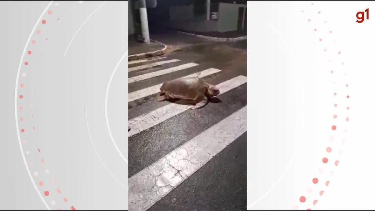 VÍDEO tartaruga é flagrada atravessando na faixa de pedestres no ES