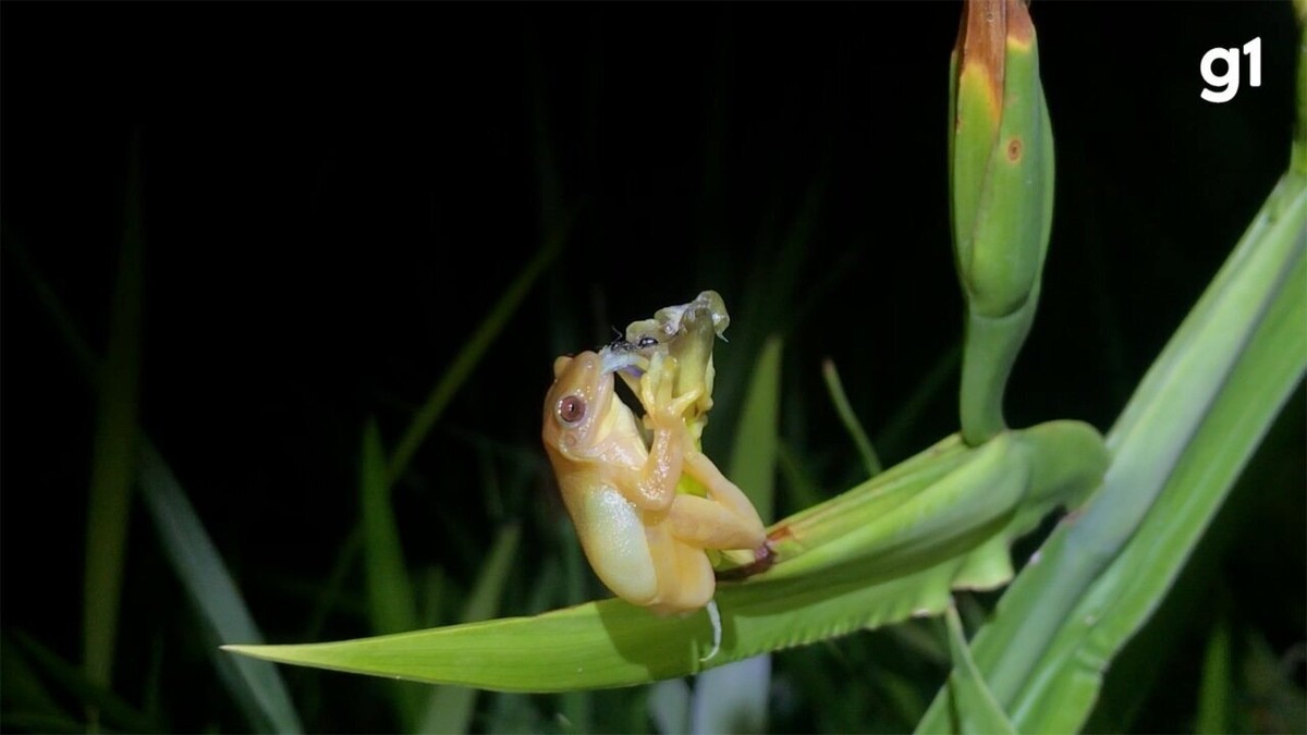 Perereca Vegana R Que Se Alimenta Do P Len De Flores Flagrada