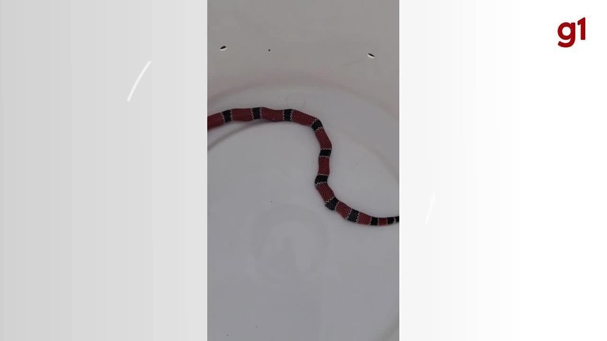 Coral verdadeira é capturada logo após comer cobra maior do que ela em