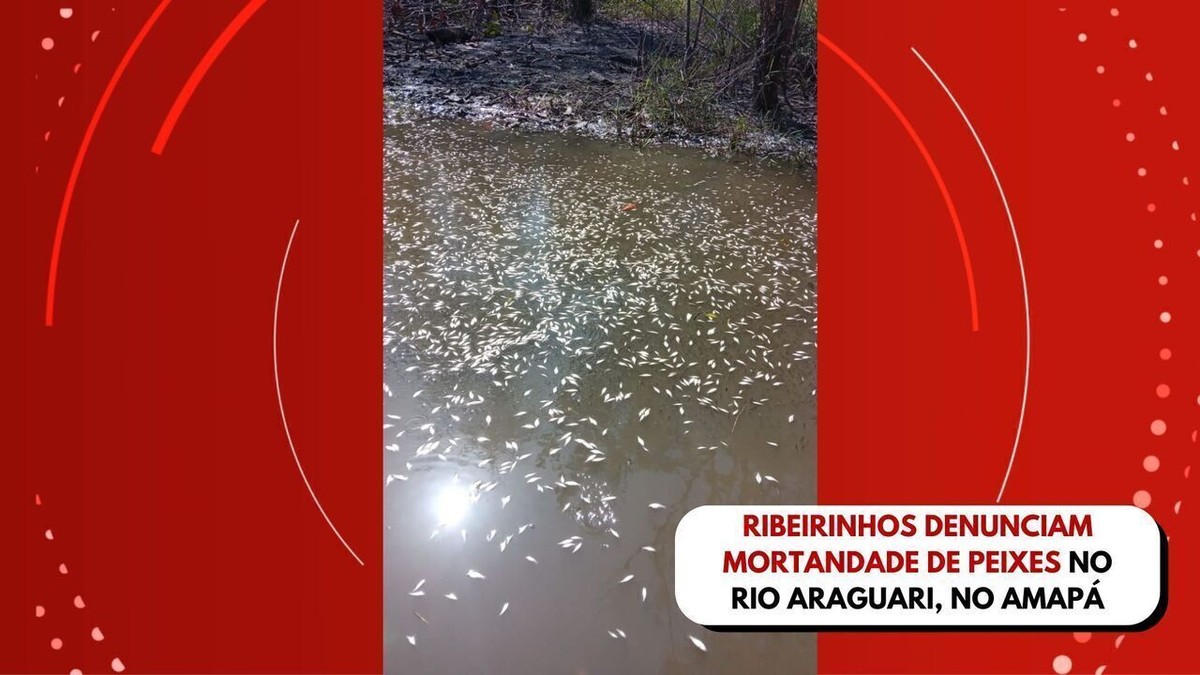 Ribeirinhos Denunciam Mortandade De Peixes No Rio Araguari No Amap