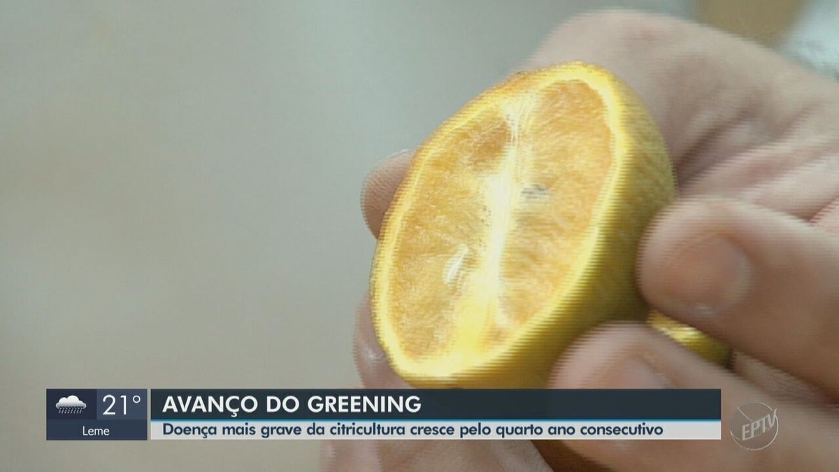 Região de Matão reduz o greening em pomares de laranja pelo quarto ano