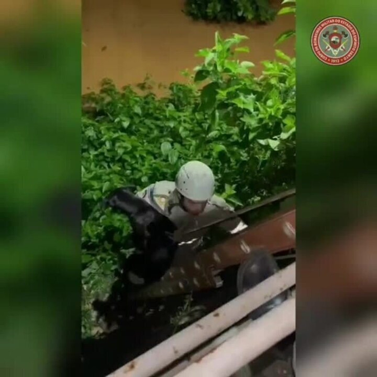 Vídeo cachorro é resgatado após ficar ilhado por conta de cheia de rio