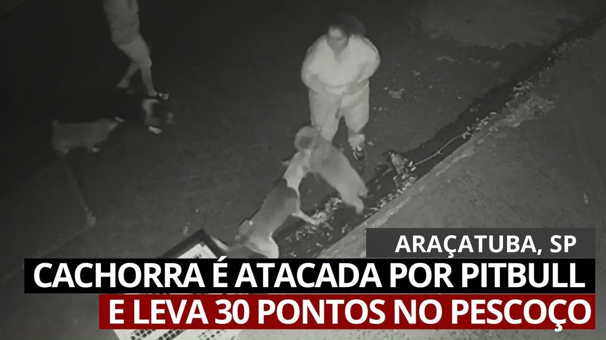 Pitbull Sem Focinheira Ataca Cadela Que Passeava Mulheres Em