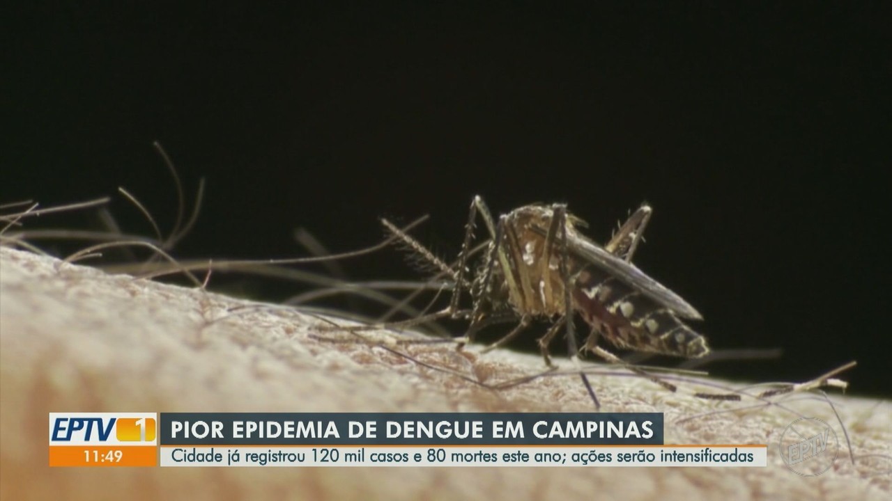 maior epidemia de dengue e alta no 2º semestre Campinas projeta