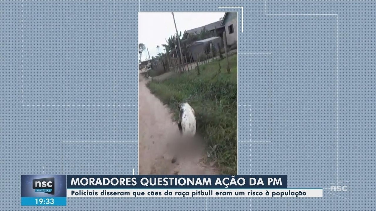 Moradores Questionam A O Da Pm Contra C Es Pit Bulls Soltos Em Rua De