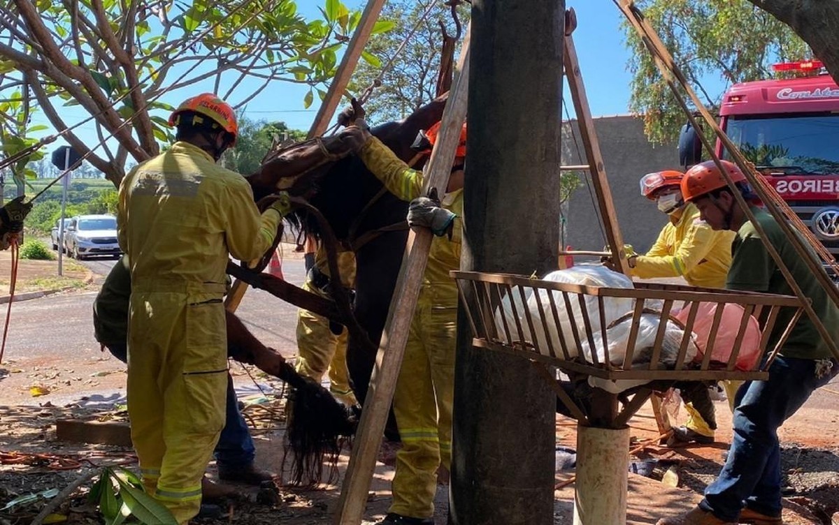 Égua cai em bueiro e é resgatada por bombeiros na zona Oeste de