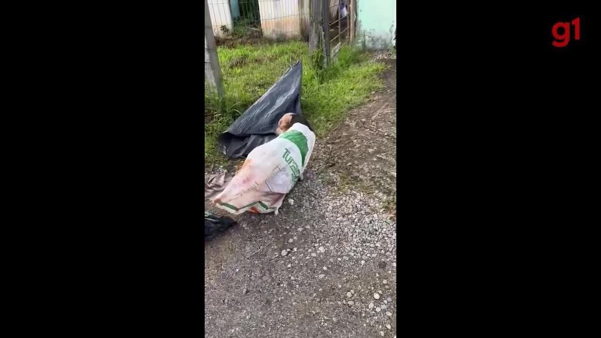 Cachorro é encontrado vivo dentro de saco jogado no lixo em SC vídeo