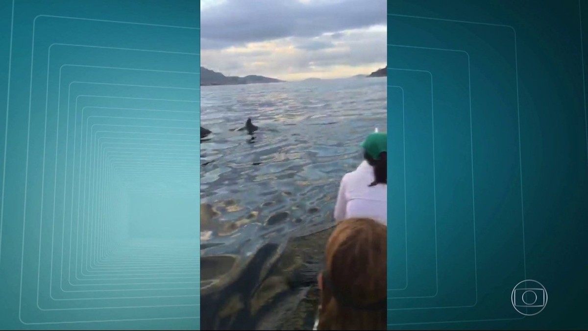 Golfinhos são vistos na Baía de Guanabara perto da Praia do Flamengo