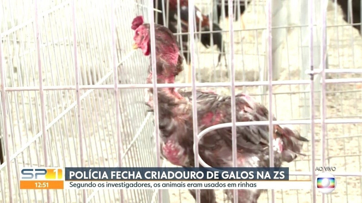 Polícia Civil descobre criadouro mais de mil galos usados em rinhas