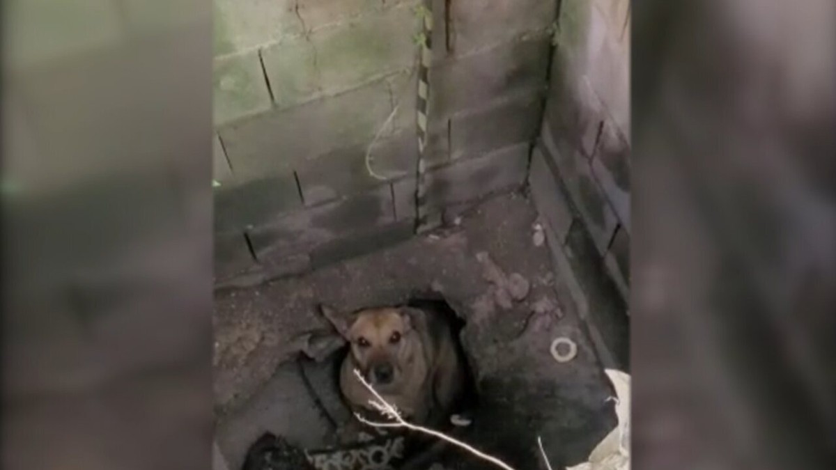 Cachorro é resgatado após cair em galeria de água pluvial em Sorocaba