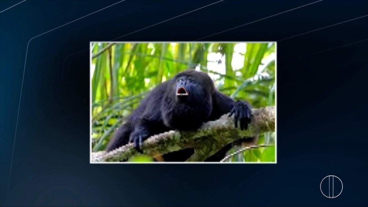 Vírus da febre amarela aumenta risco de extinção do macaco bugio em