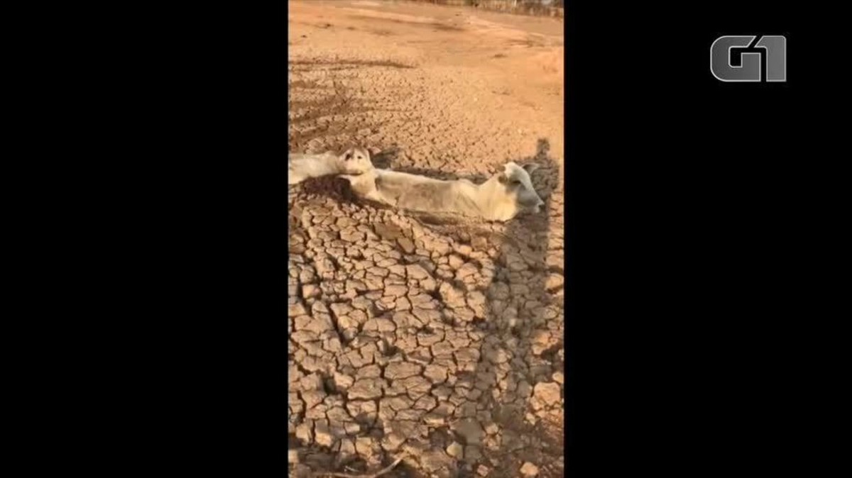 À procura d água vaca e bezerro ficam presos na lama de lago que secou