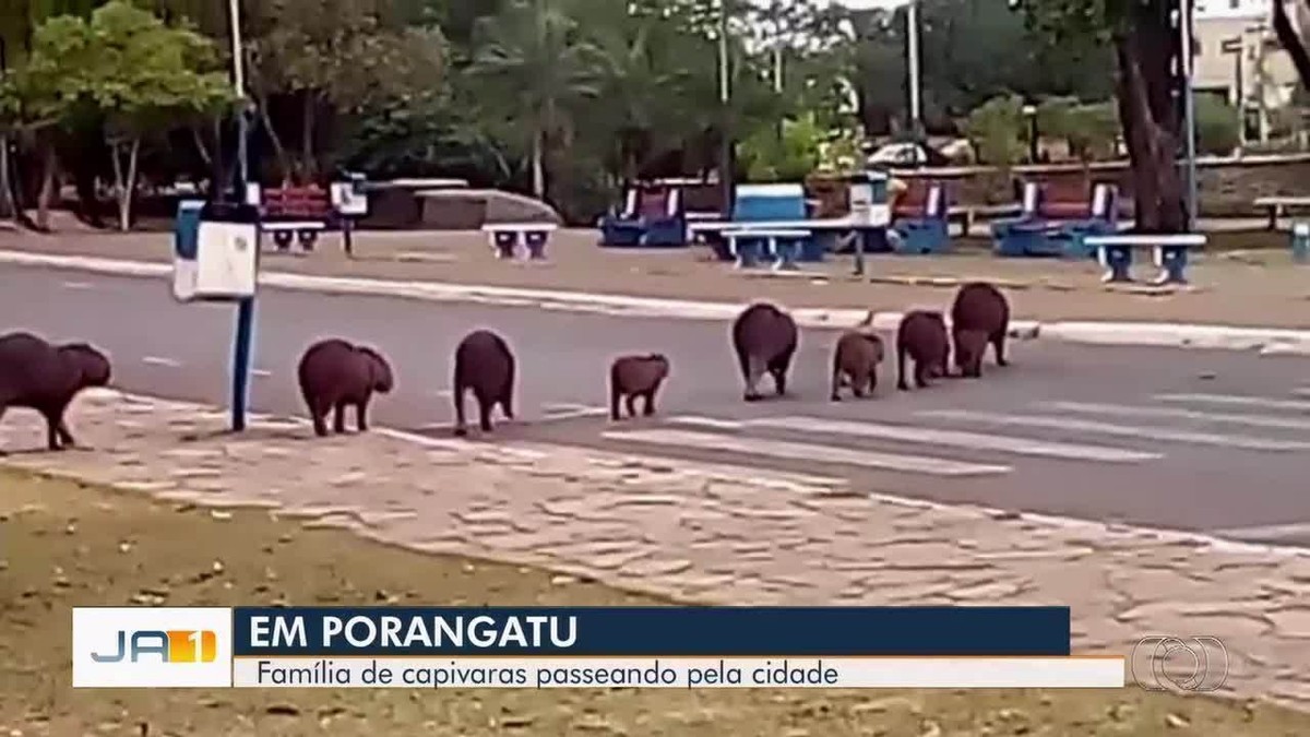 Empresário flagra capivaras atravessando rua na faixa em Porangatu