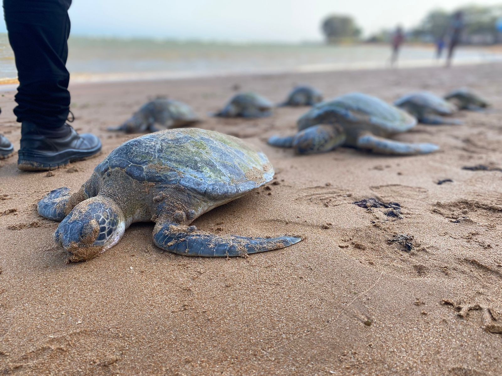 Tartarugas são encontradas mortas em praia do ES Triste ver a