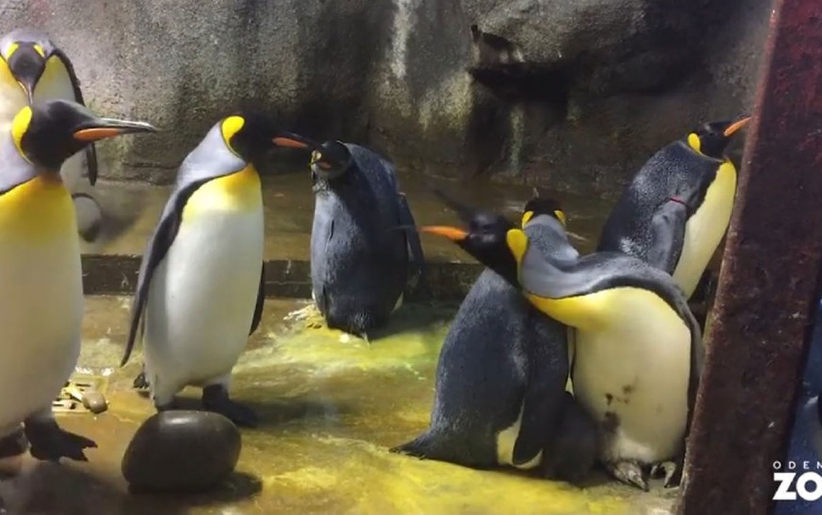 Casal Gay De Pinguins Tenta Adotar Filhote Abandonado Pelos Pais