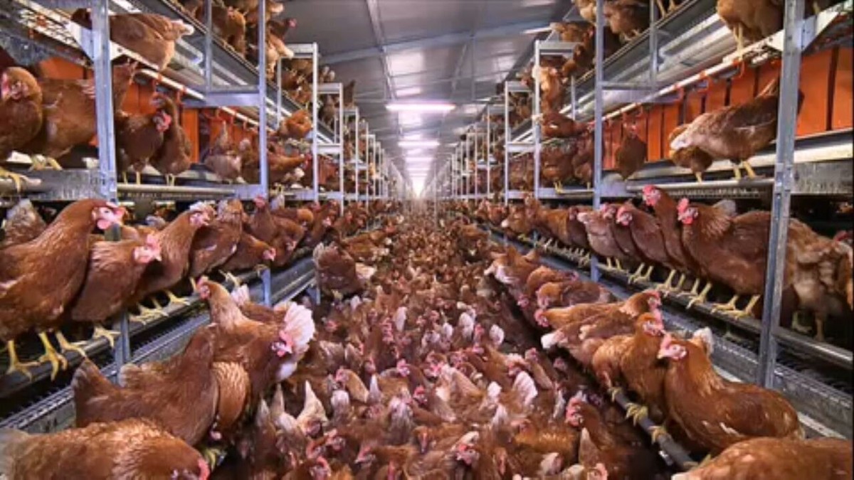 Cage Free Sistema Permite Que Galinhas Sejam Criadas Soltas No