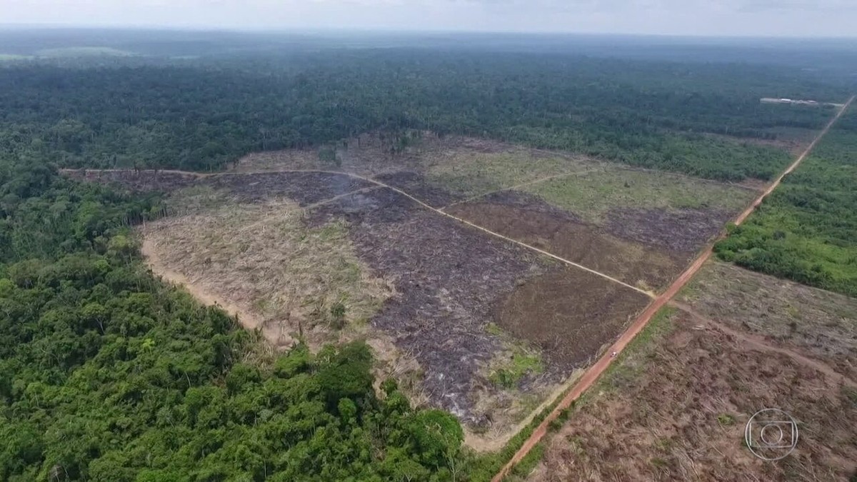 Estudo em 3 décadas Amazônia perdeu área equivalente aos estados de