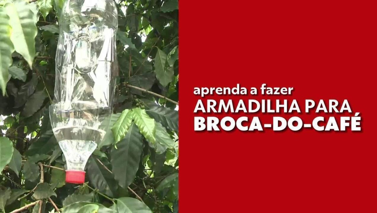 Aprenda a fazer armadilha para a broca do café Agronegócios no