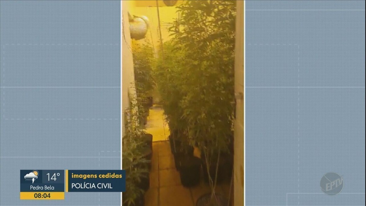 Pol Cia Encontra Estufa E Apreende Cerca De P S De Maconha