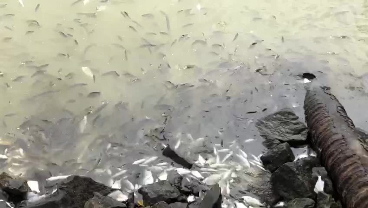 Peixes Aparecem Mortos Na Lagoa Manguaba Em Marechal Deodoro Alagoas