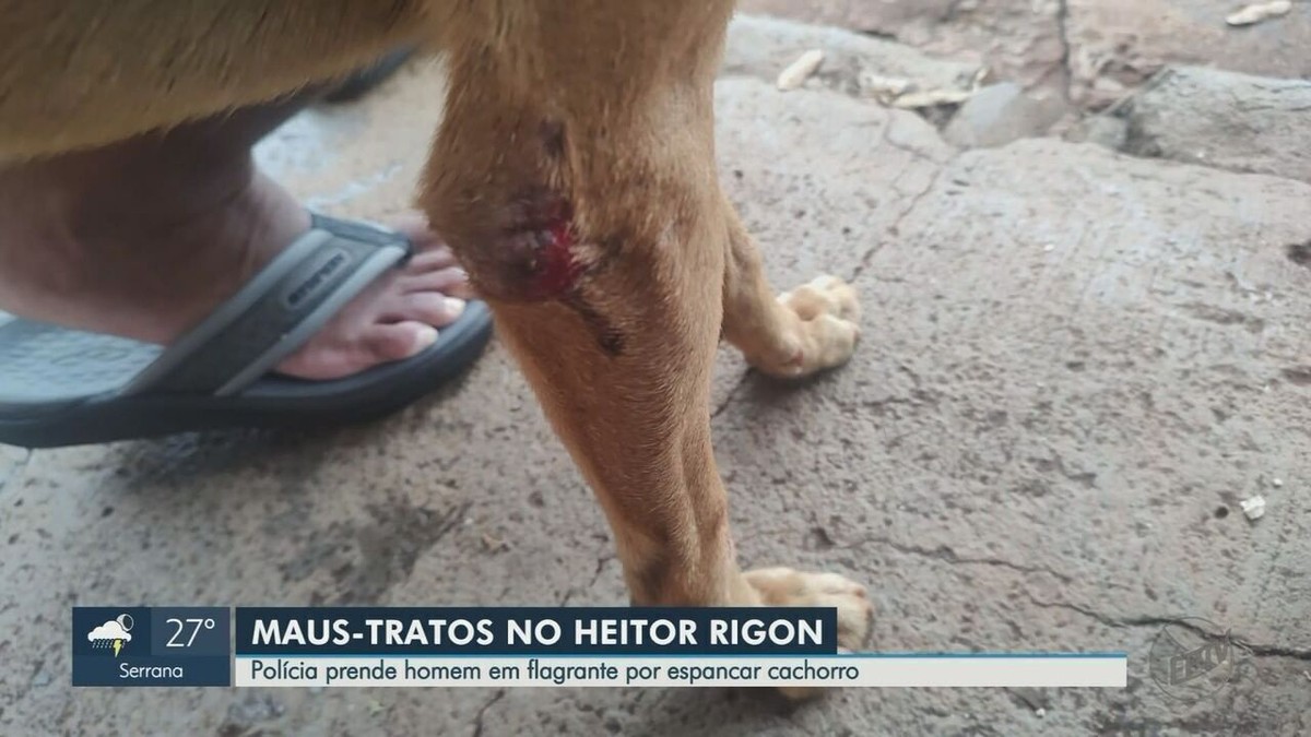 Homem Preso Em Flagrante Por Espancar Cachorro Peda O De Pau Em