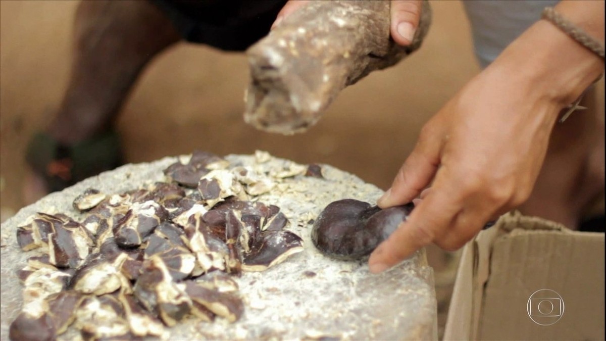 Quilombolas e pequenos produtores de Goiás conseguem renda coleta