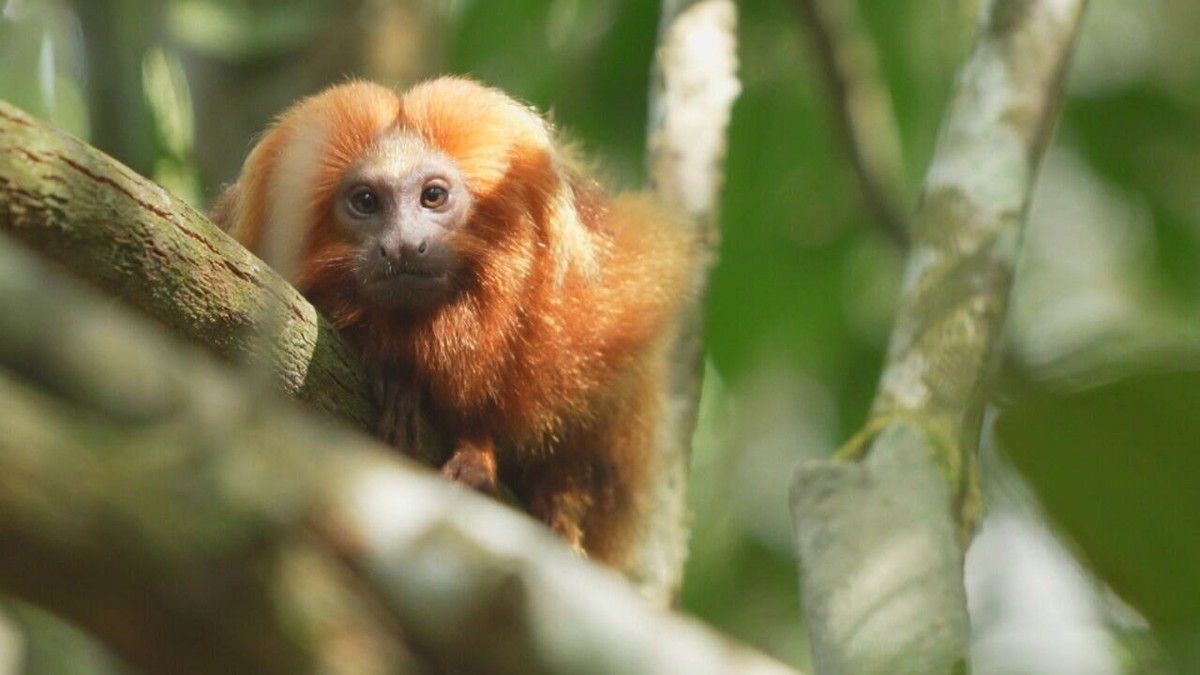 Tráfico internacional de animais micos leões dourados e araras azuis