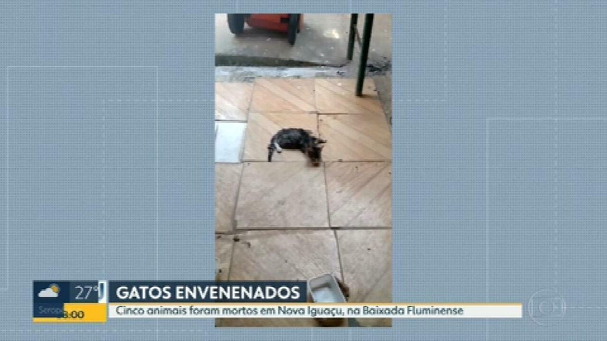 Moradores De Nova Igua U Dizem Que Gatos Est O Sendo Envenenados No