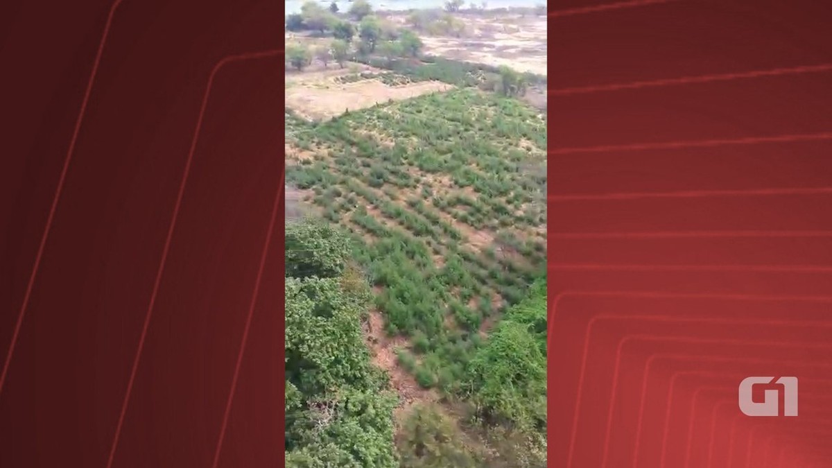 Vídeo mostra plantação cerca de 200 mil pés de maconha encontrada