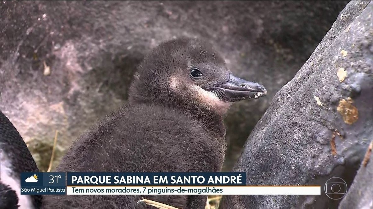 Sete pinguins nascem em parque de Santo André na Grande SP São Paulo