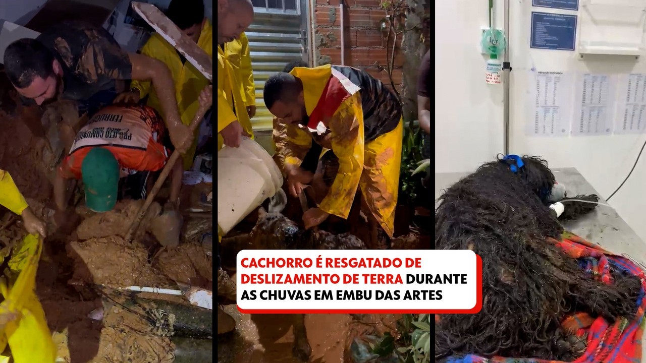 V Deo Cachorro Resgatado Patas Quebradas De Casa Soterrada