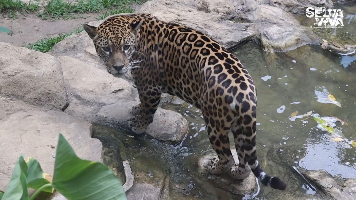 Conhe A Suri On A Pintada Resgatada Que Vai Ser Exposta Para Visita O