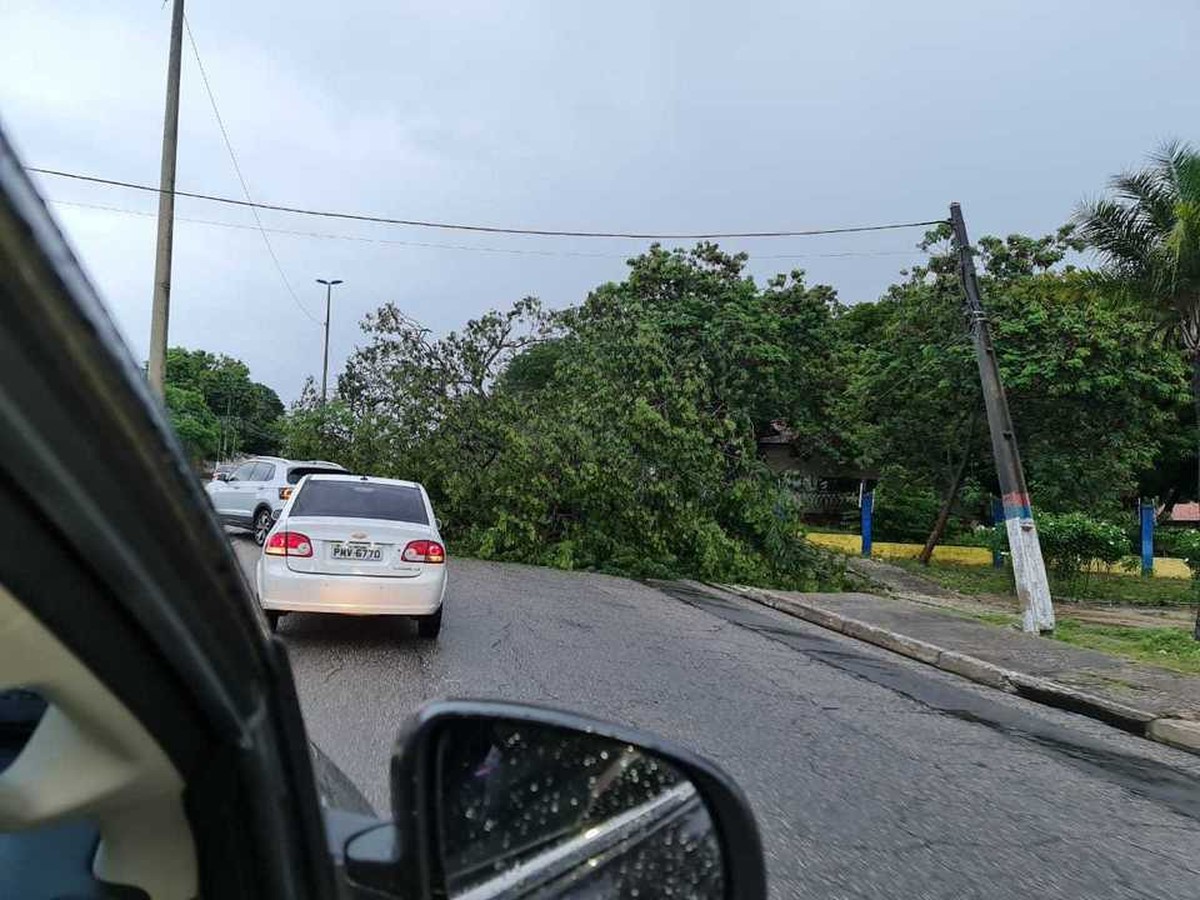 Árvore cai durante forte chuva e bloqueia trecho de avenida em Caucaia