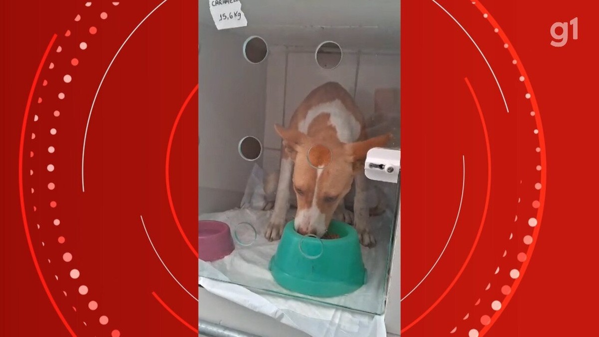 Dois Cachorros S O Resgatados Desnutridos E Em Situa O De Maus Tratos