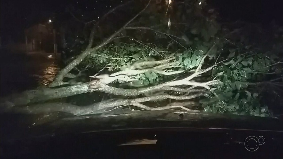 Chuva Forte Provoca Quedas De Rvores Em Itapetininga Itapetininga E