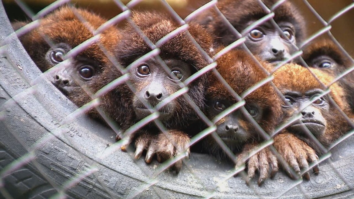 Tr Fico De Animais Silvestres Faz Do Rs Rota De Mercado Bilion Rio